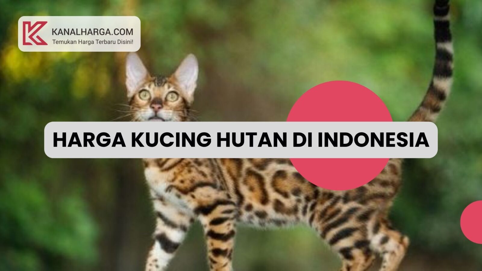 Harga Kucing Hutan di Indonesia Harga Kucing Hutan di Indonesia