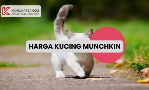 Harga Kucing Munchkin Harga Kucing Munchkin (Jantan & Betina)