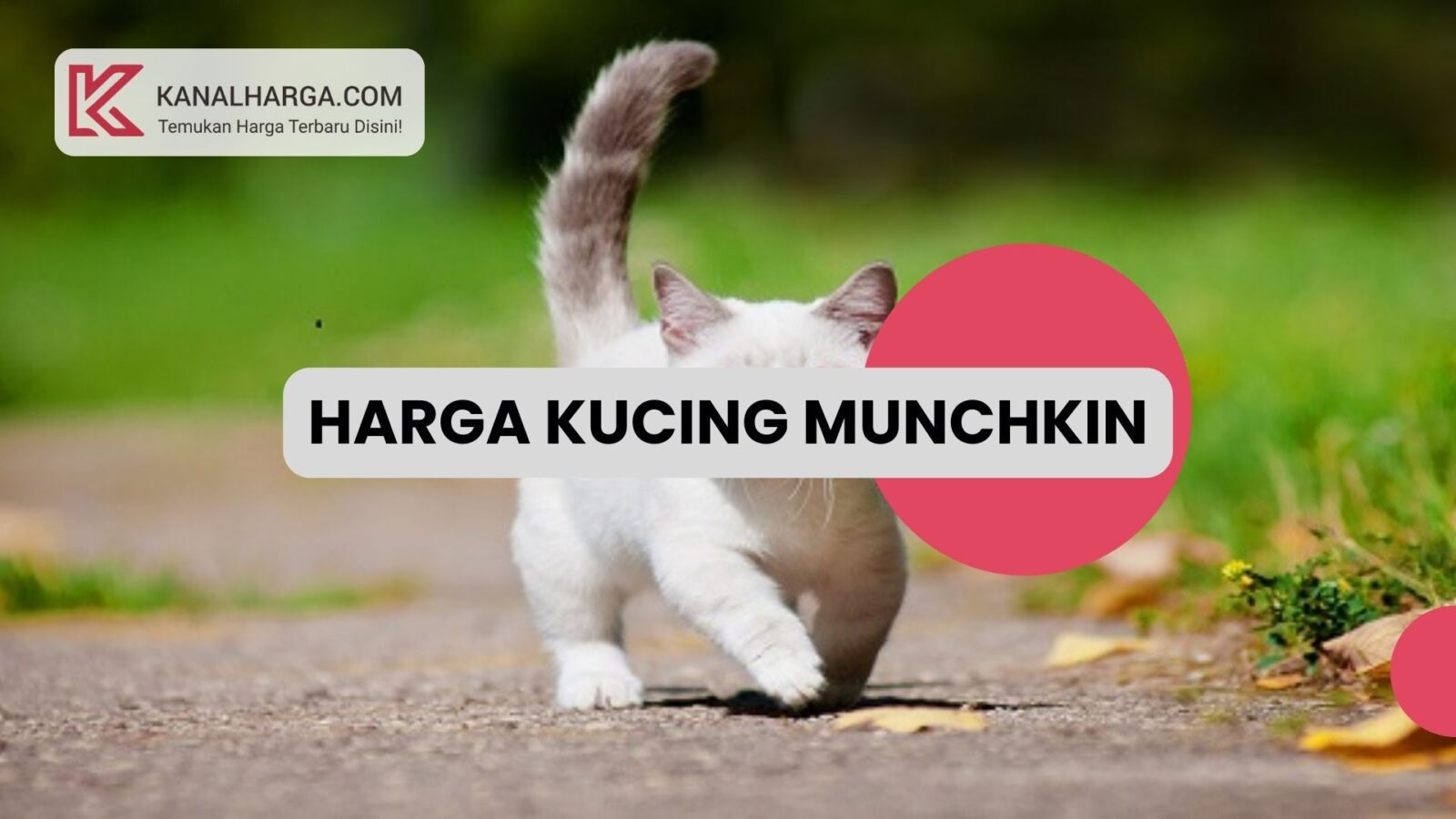 Harga Kucing Munchkin Harga Kucing Munchkin (Jantan & Betina)