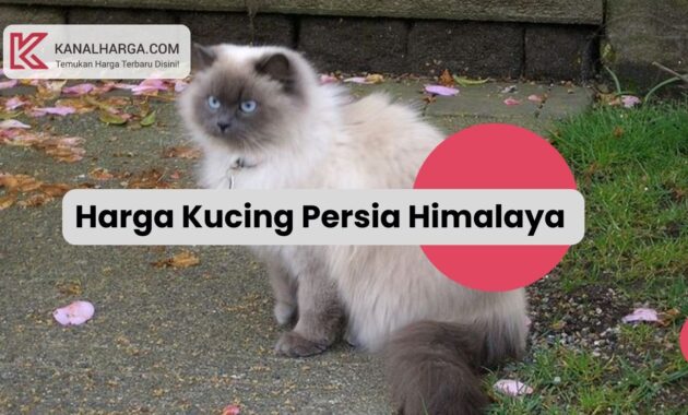 Harga Kucing Persia Himalaya