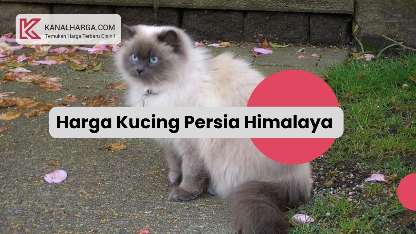 Harga Kucing Persia Himalaya
