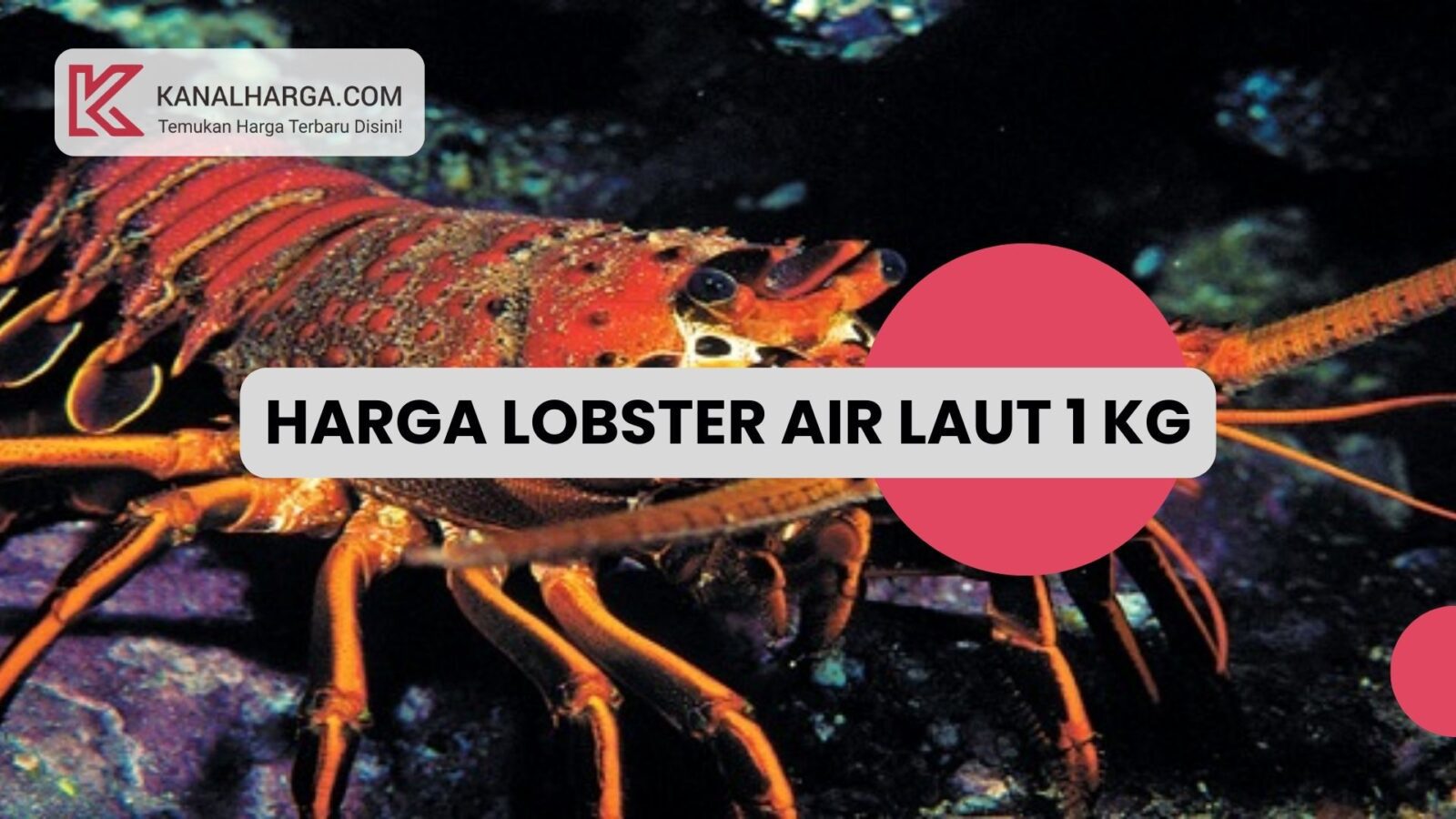 Harga Lobster Air Laut 1 Kg Harga Lobster Air Laut 1 Kg