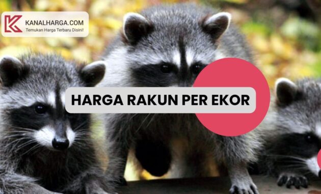 Harga Rakun per Ekor Harga Rakun per Ekor