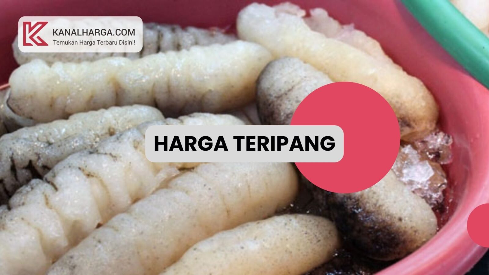 Harga Teripang Harga Teripang Susu dan Teripang Putih