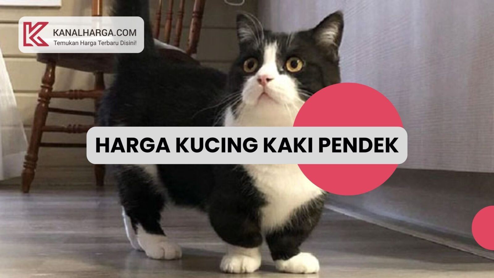 Harga kucing kaki pendek Jenis & Harga Kucing Kaki Pendek di Indonesia