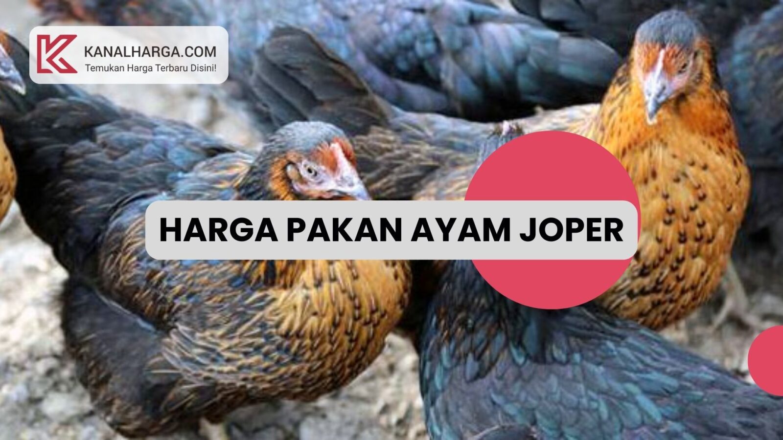 Harga pakan ayam joper Harga Pakan Ayam Joper per Karung