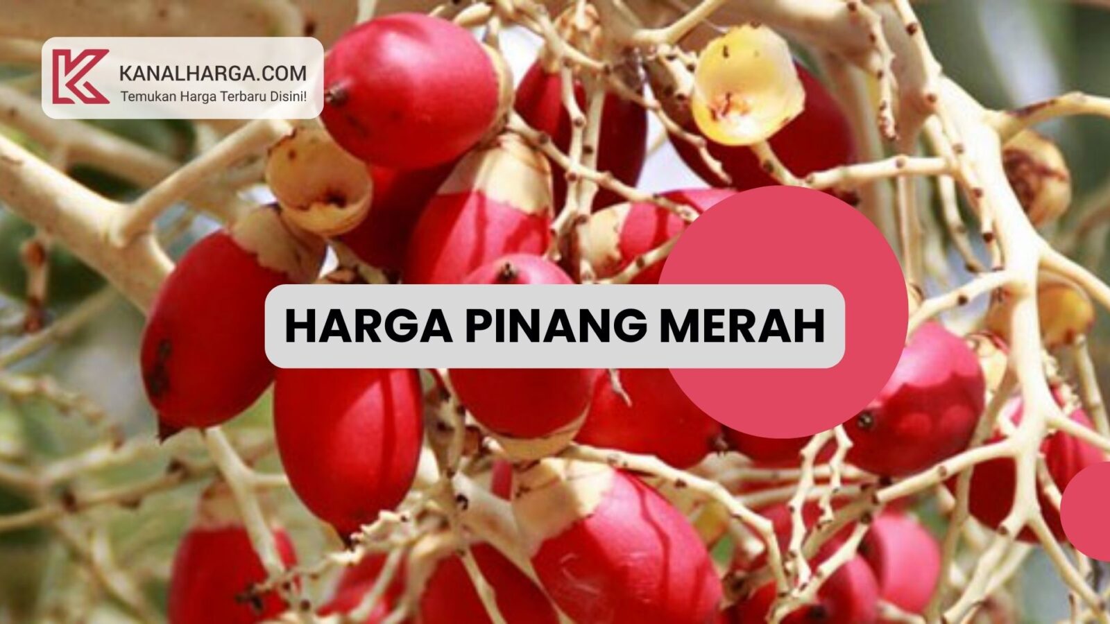 Harga pinang merah Manfaat & Harga Pinang Merah