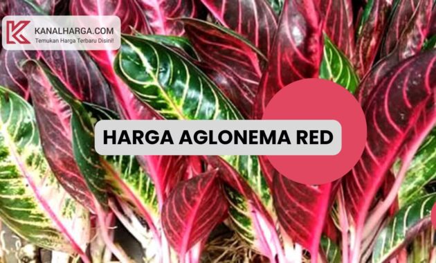 aglonema red Cara Budidaya dan Harga Aglonema Red Sumatra – KanalHarga.com