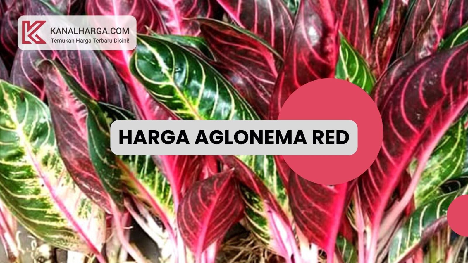aglonema red Cara Budidaya dan Harga Aglonema Red Sumatra – KanalHarga.com