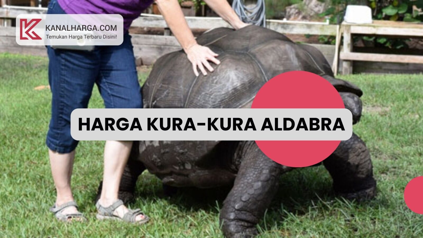 harga kura kura aldabra Harga Kura-Kura Aldabra