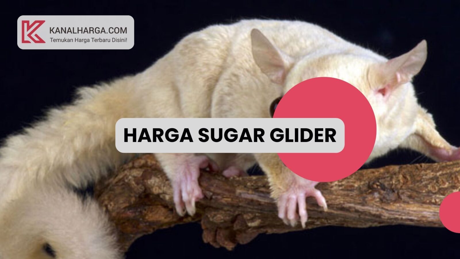 harga sugar glider Harga Sugar Glider Albino (Anakan, Dewasa, Jantan, & Betina)