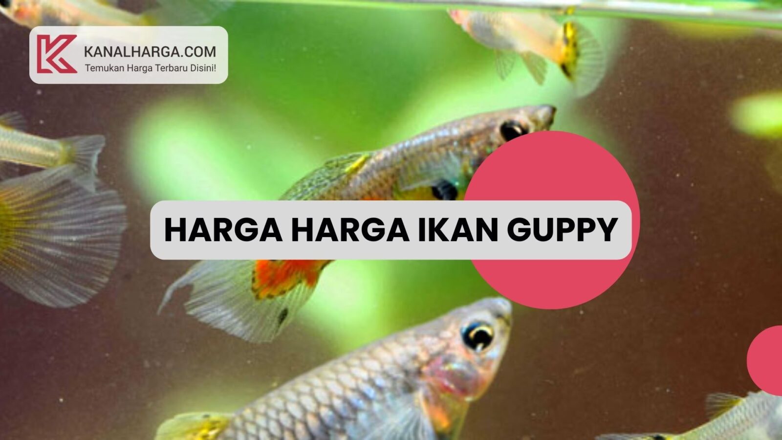 Harga harga ikan guppy Harga Ikan Guppy Cendolan di Pasaran